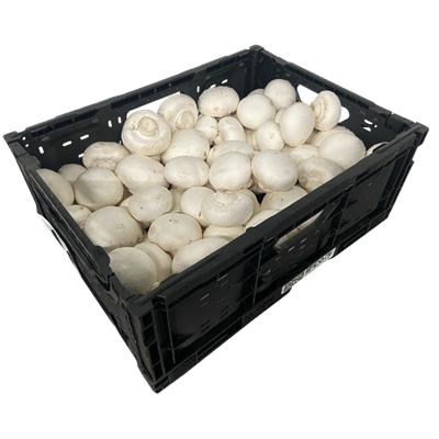 Champignon weiss 3kg